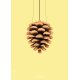 The Pinecone Poster 50x70 cm, Gelb