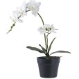 Künstliche Orchidee H47 cm, Grün/Weiß