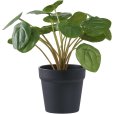 Künstliche Pelia-Pflanze H28 cm, Grün